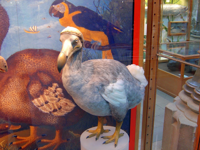 resurge el pajaro dodo curiosciencia