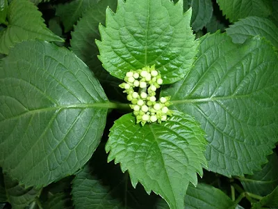池の畔に咲く花…まだ蕾です