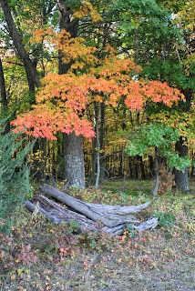 photo of flaming maple