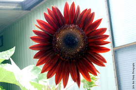 Chianti Hybrid Sunflower Blossom at 76 days on June 2, 2018