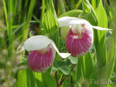 Two Lady Slippers