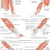 16+ Anatomi Otot Lengan Atas Dan Bawah