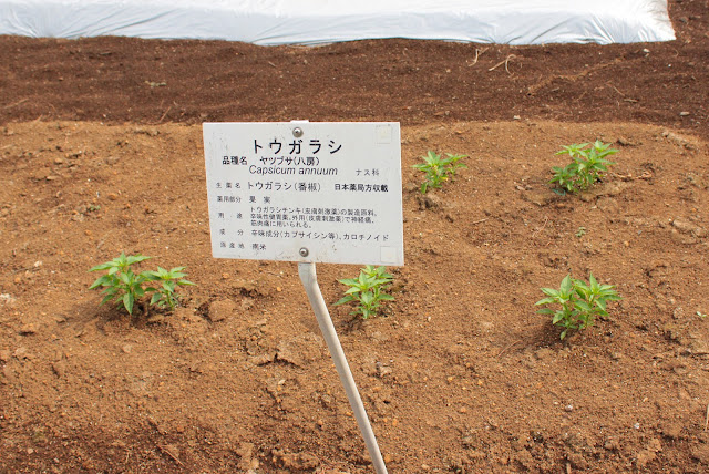 薬用植物園では合法的に大麻やケシが厳重に栽培されてる？？【c】　トウガラシ