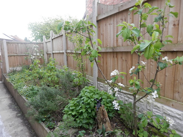 Diary of a permaculture (ish) garden, April 2019. From UK garden blogger secondhandsusie.blogspot.com #gardenblogger #ukpermaculture #suburbanpermaculture #wormcomposting #appleblossom #frontgardenraisedbed #frontgardenallotment