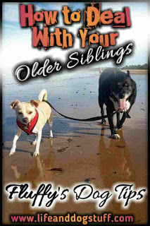 How to Deal With Your Older Siblings - Fluffy's Dog Tips