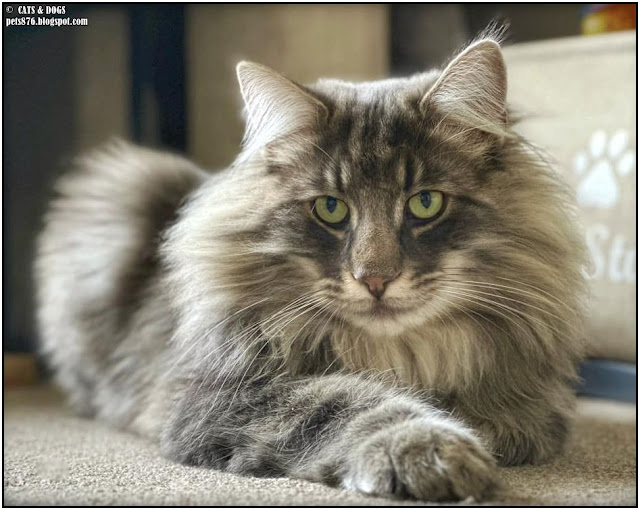 norwegian forest cat