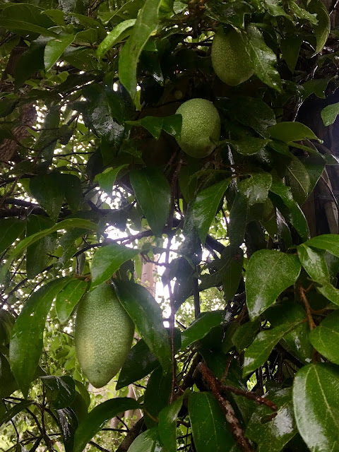 aiyu figs vine and fruit, taiwan