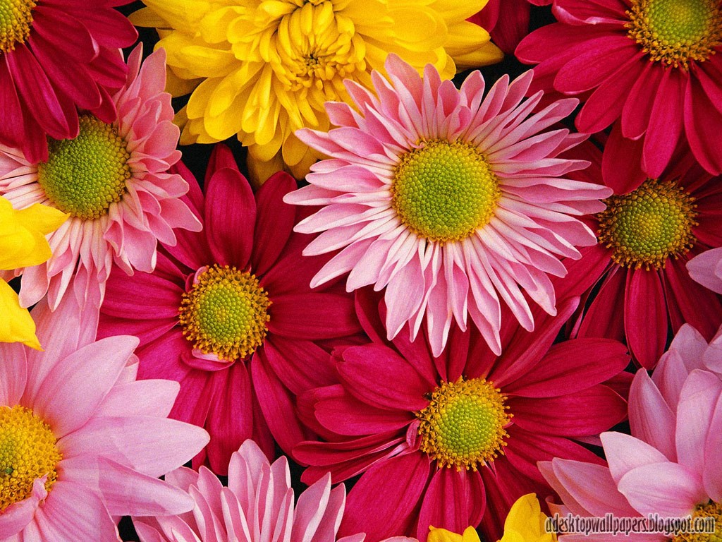 https://blogger.googleusercontent.com/img/b/R29vZ2xl/AVvXsEglsIncIqghjuRkJ8C8E3DYyB9rSDIWRktUn7eEKbqOvD4EfGyHejJsFVguBR4Yrg1MMOlsPYqoYaOvmOEx8Y1ALz1geWGOCd55Van930MlZeNbSYasDccE6Vv4KYImp-tv-GmyYGPT8g_3/s1600/Free-Beautiful-Daisy-Flowers-Desktop-Wallpapers-04.jpg
