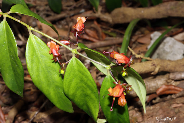 Aeschynanthus acuminatus