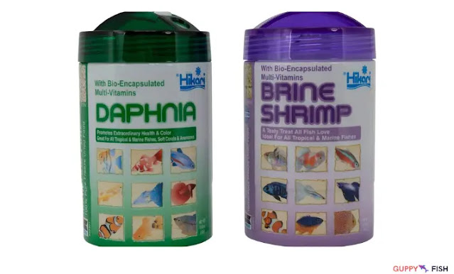 Brine shrimp for guppies