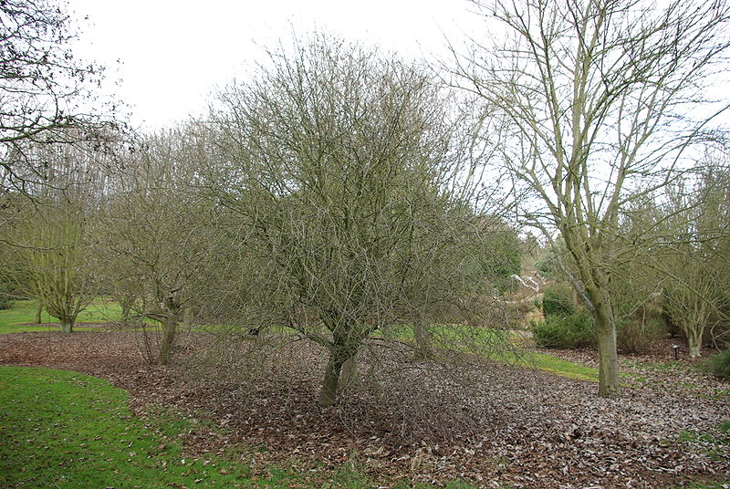 Ария зонтичная / Ария округлая / Рябина зонтичная (Aria umbellata, =Aria orbiculata, =Sorbus umbellata)