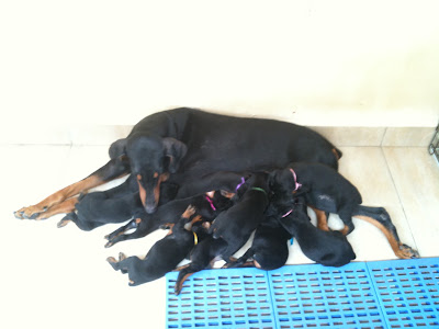 Feeding puppies