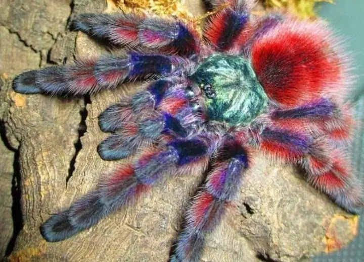 Top 10 Cutest Spiders In The World