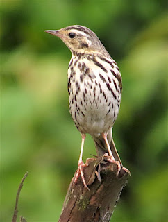 Olive-backed Pipit