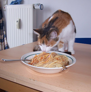 Katze mag Spaghettis