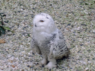 Snowy owl