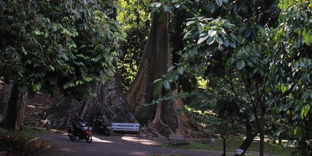 pohon jodoh kebun raya bogor