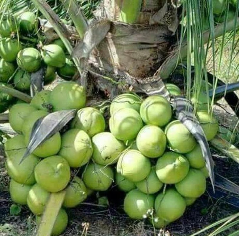 bibit kelapa entog genjah daun lebat Sumatra Barat