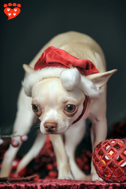 Body language quiz: How can I tell if my dog is afraid? Look at this Chihuahua in a Santa hat