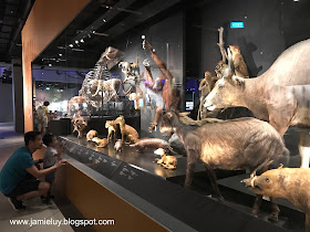 Lee Kong Chian Natural History Museum