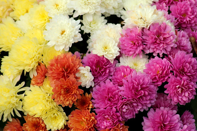 The Meaning of chrysanthemum Flower