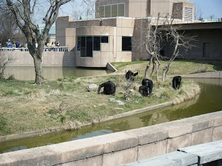 Tulsa Zoo ~ Chimpanzees