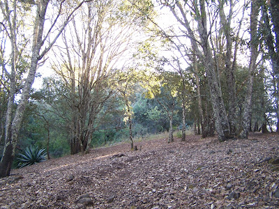 Paisaje en el Cerro Viejo