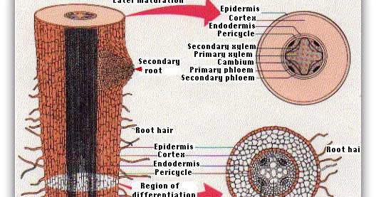  Struktur dan Fungsi Akar Tumbuhan