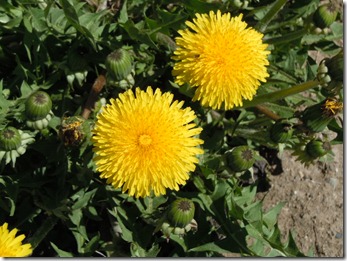 DSCN4239