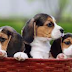 8 Crucial Things to Consider Before Getting a Puppy - A Guide for Prospective Dog Owners