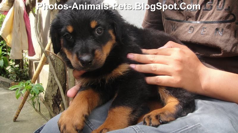 rottweiler puppies