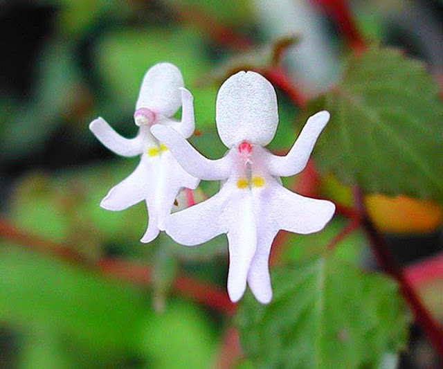 Dancing Girl Impatiens - Impatiens Bequaertii, resemble flowers