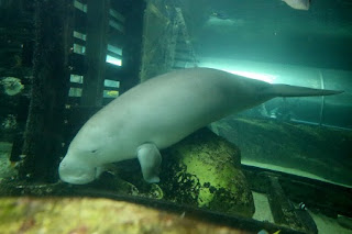 Dugong