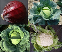 chou, Brassica oleracea