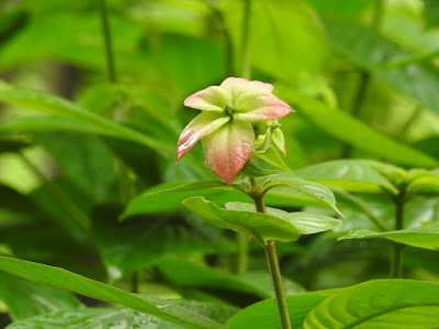 粉葉金花的花