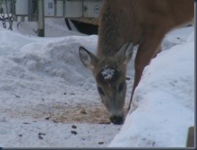 pizza party and deer at Dave's 028