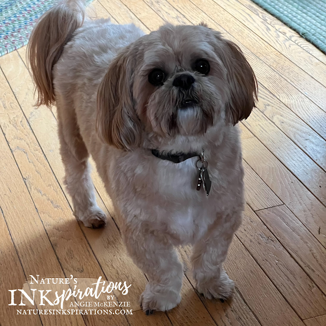 "Thank you Miss Judy for grooming me!!!" -Benji | Nature's INKspirations by Angie McKenzie