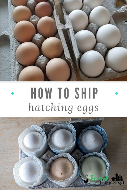 Learn the best method we've found on how to ship eggs for hatching around the country.