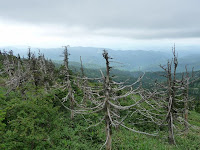 山頂付近で唐松林