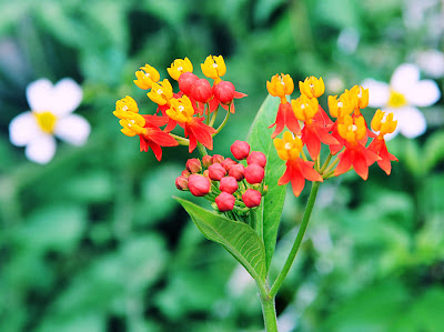 Flores silvestres muy cerca de mi jardín