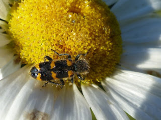 Cléride de Nutall - Trichodes nuttalli - Trichodes nutalli