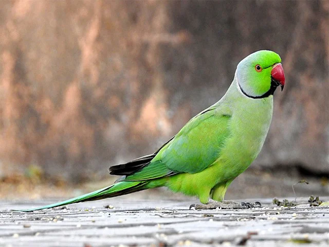 indian parrot, blue indian ringneck, ring necked parakeet