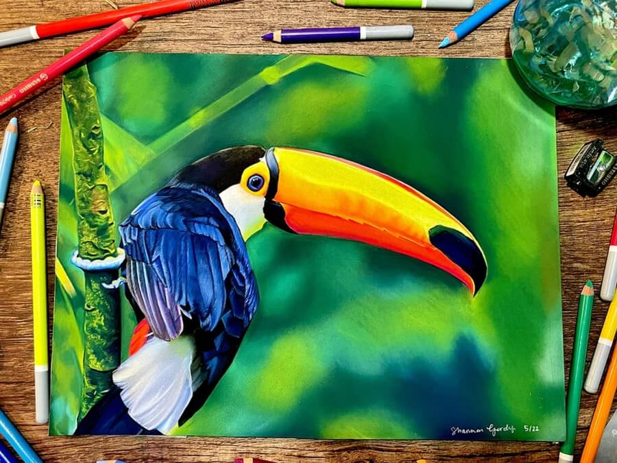 07-The-toucan-Animal-DrawingsvShannon-Gordy-www-designstack-co