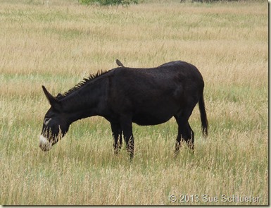 2013 Sep 08_Custer State Park Wildlife Loop South 2nd time_0590