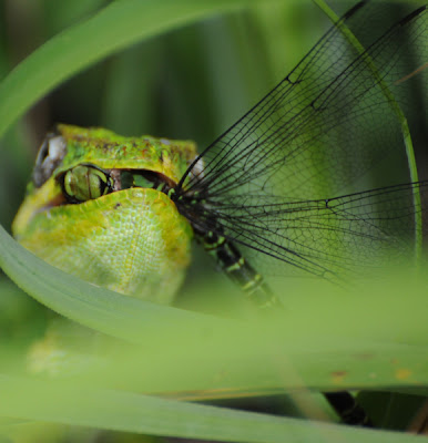 Knight Anole with Regal Darner (Coryphaeschna ingens)