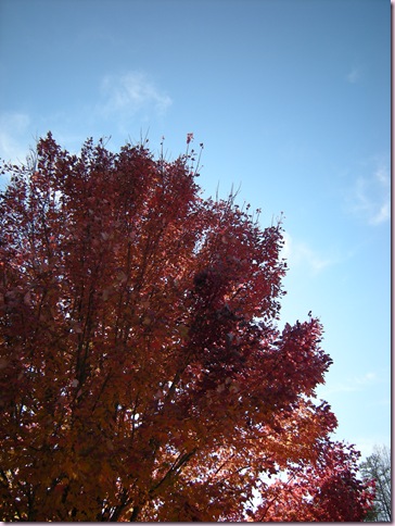 DSCN8374
