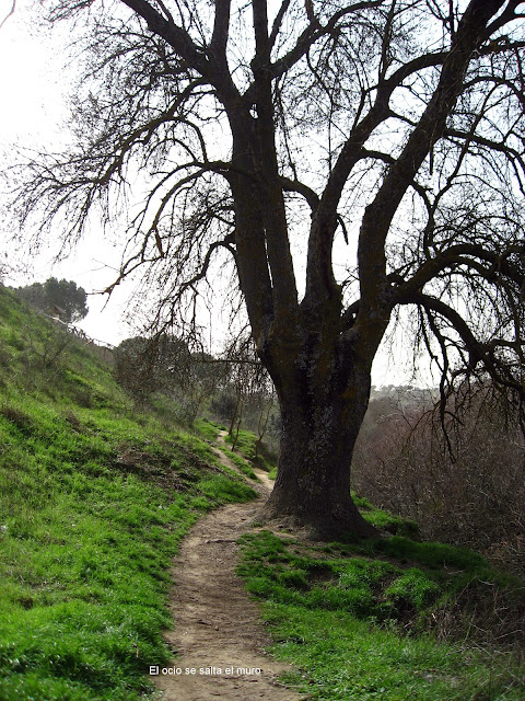 Arbol de ribera