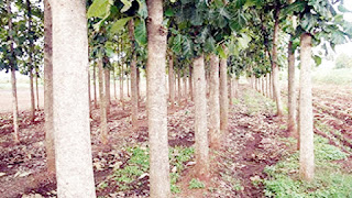 मुख्यमंत्री आज करेंगे मुख्यमंत्री वृक्ष संपदा योजना का शुभारंभ, पांच सालों में 15 करोड़ पौधे लगाने का लक्ष्य