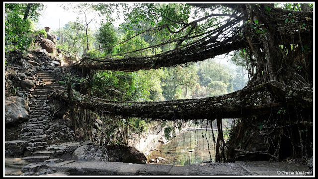 Double Decker Live Root Bridge, Nongriat