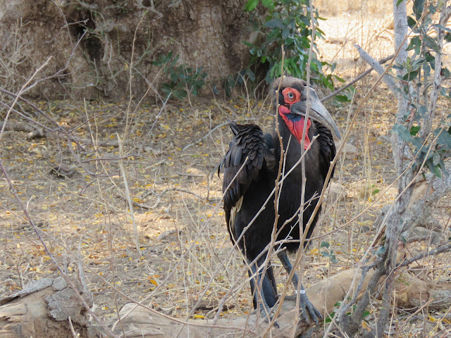 Kruger National Park Southern Ground HornBill